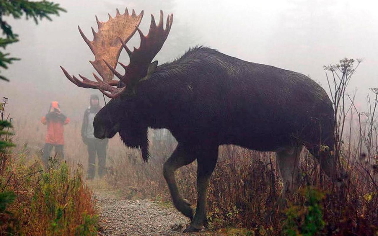 Le Ti Moose La Malbaie Exterior foto