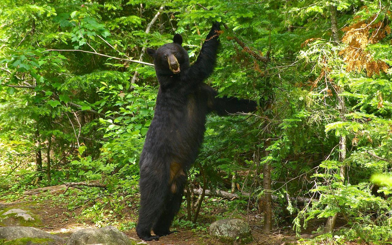 Le Ti Moose La Malbaie Exterior foto