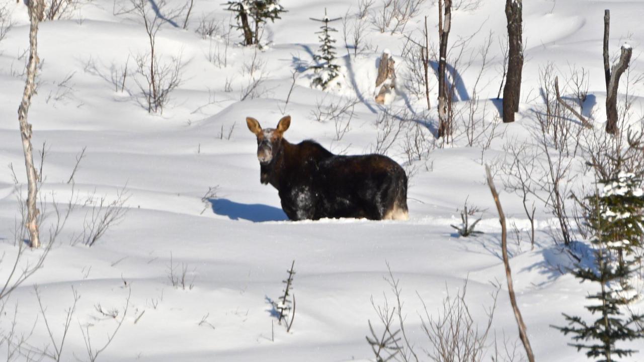 Le Ti Moose La Malbaie Exterior foto